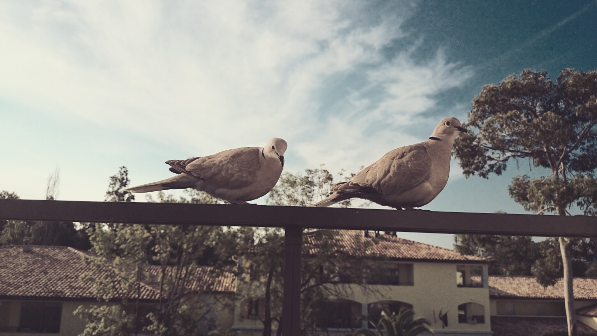         Doves of Peace     