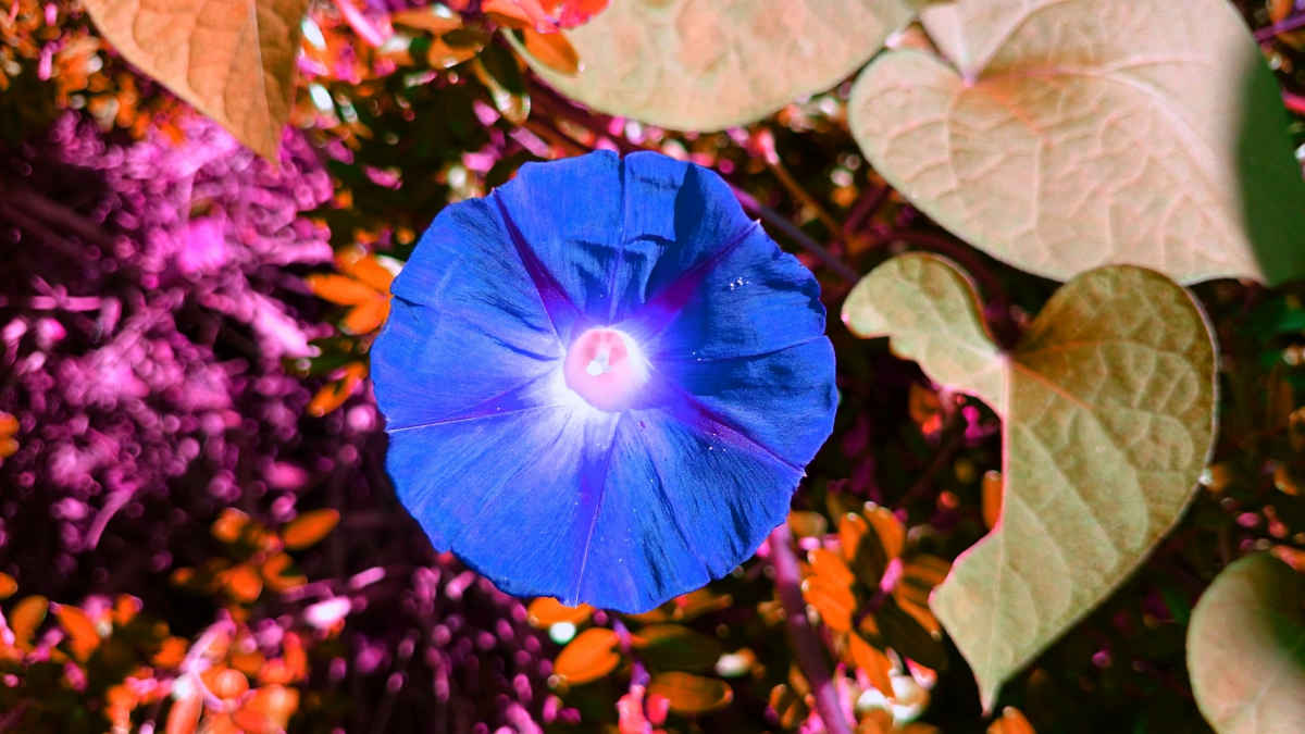 Blue Flower     